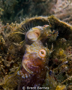 A seaweed blenny fights with his own reflection created w... by Brent Barnes 